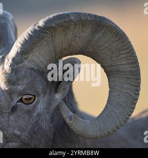 Extreme close up of bighorn sheep in the North Unit of Theodore Roosevelt National Park near Watford City, North Dakota Stock Photo