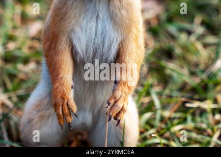 A close-up of the front paws with long sharp claws of a red squirrel standing on its hind legs on the autumn grass. Stock Photo