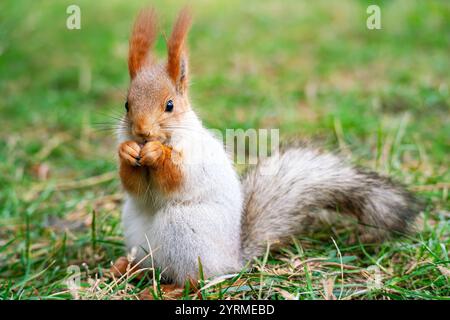 Portrait of a red squirrel that has changed the color of its coat for winter and is eating a nut while sitting on the autumn grass. Stock Photo