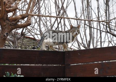 Gray tabby cat perched on wooden fence outdoors Stock Photo