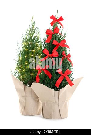 Small spruce trees decorated with Christmas lights and red bows isolated on white Stock Photo