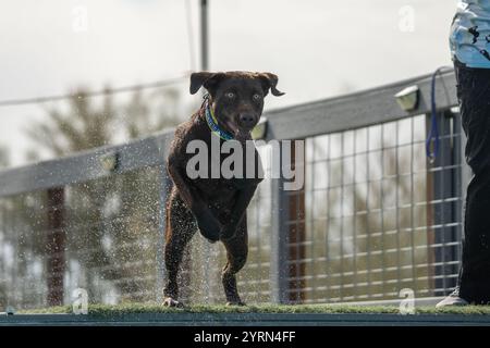 Labrador Retriever jumping off a dock into a swimming pool Stock Photo