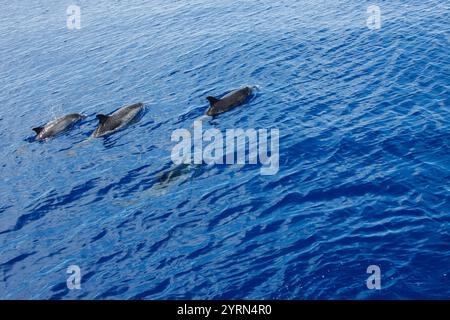 Pod of Common dolphins swimming in the blue sea under sunlit sky Stock Photo