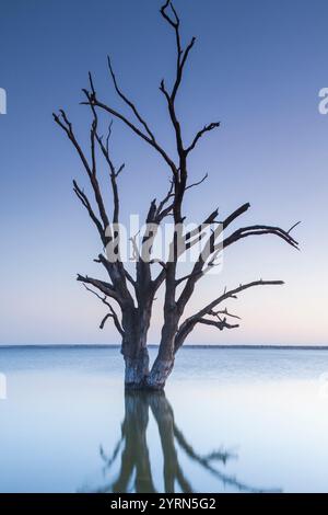 Australia, South Australia, Murray River Valley, Barmera, Lake Bonney, petrified trees, dawn. Stock Photo