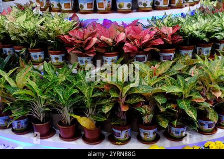 Indian Plants in an Indian Nursery, Overview of a Plant nursery with ornamental flowers in different colors planted in pots in India. Stock Photo