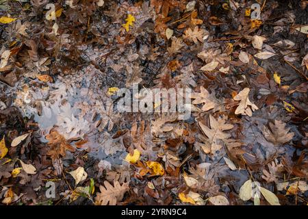 Fallen oak leaves floating on puddle reflecting trees in autumn forest Stock Photo