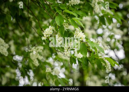 White flowers of the bird cherry (Prunus padus). Blooming bird cherry on a spring day. Spring background. Nature background Stock Photo