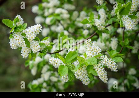 White flowers of the bird cherry (Prunus padus). Blooming bird cherry on a spring day. Spring background. Nature background Stock Photo