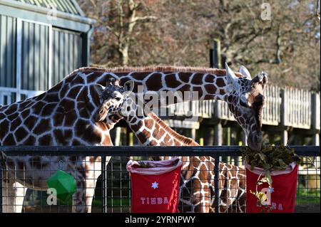 A bevy of baby animals are being treated to an early Christmas at Whipsnade Zoo, with zookeepers kicking off the festive season by treating the year’s new arrivals with food and gifts. Stock Photo