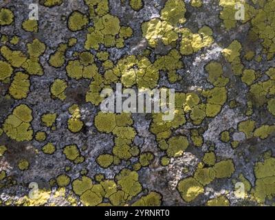 The fringed map lichen (Rhizocarpon lecanorinum) forms a beautiful background picture on a rock. Taken in the Zillertal Alps during alpine crossing. Stock Photo