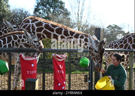 A bevy of baby animals are being treated to an early Christmas at Whipsnade Zoo, with zookeepers kicking off the festive season by treating the year’s new arrivals with food and gifts. Stock Photo