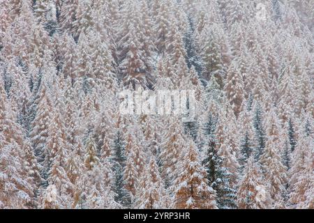 European larches (Larix decidua), in the snow, autumn, Gran Paradiso National Park, Italy Stock Photo