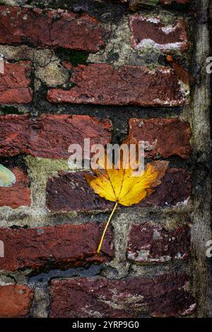 Autumn yellow leaves on red stone paving stones. Autumn background. Stock Photo