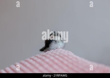 Beautiful little swallow chick at home on a pink pillow. Chick Rescue Stock Photo