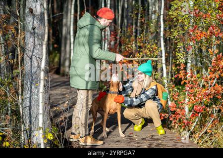 Happy couple play with Vizsla dog in fall forest, throw stick along trail. Petting animal, training Stock Photo