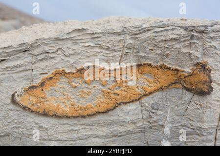 Iron impregnation in fish shape in rock, Kinnvika, Spitsbergen, Norway Stock Photo