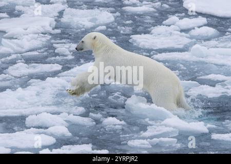 Polar bear, Ursus maritimus, Thalarctos maritimus, jumping bear in the ice, Spitsbergen, Norway Stock Photo