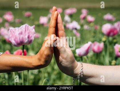 Two women's hands touch each other gently, a light touch of fingers in a field of pink poppies swaying in the wind High quality photo.  Stock Photo