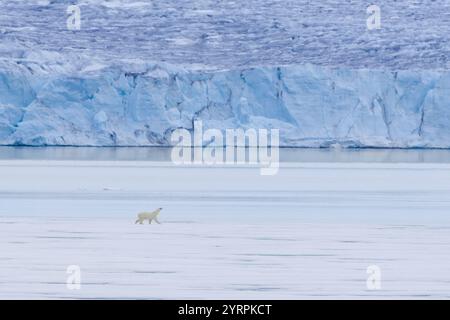 Polar bear, Ursus maritimus, Thalarctos maritimus, a bear on an ice floe, Spitsbergen, Norway Stock Photo