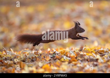Red squirrel, Sciurus vulgaris, adult animal jumping, autumn, Schleswig-Holstein, Germany Stock Photo