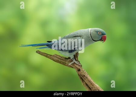 rose-ringed parakeet or ring-necked parakeet aqua violet  5 years old Psittacula krameri Stock Photo