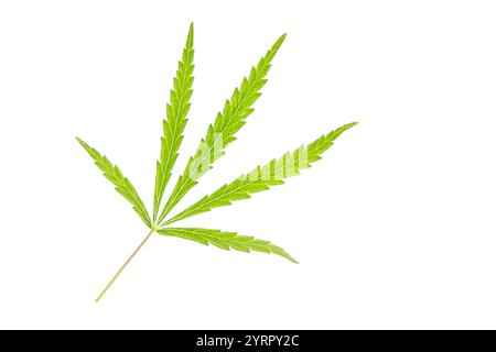 Green marihuana leafs against white background Stock Photo