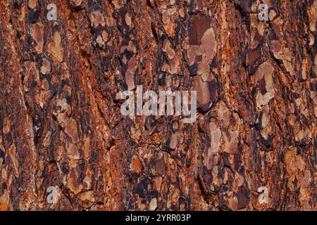 Swiss stone pine, Pinus cembra, structures in the bark, Graubünden, Switzerland Stock Photo