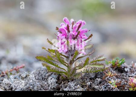 Woolly lousewort, Pedicularis lanata, flowering, Spitsbergen, Norway Stock Photo