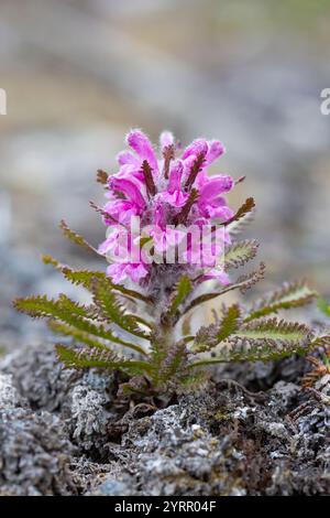 Woolly lousewort, Pedicularis lanata, flowering, Spitsbergen, Norway Stock Photo