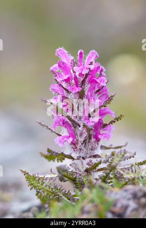 Woolly lousewort, Pedicularis lanata, flowering, Spitsbergen, Norway Stock Photo