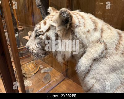 White tiger taxidermy on display in museum Stock Photo