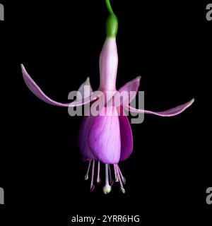 Fuchsia Flower portrait with black background Stock Photo