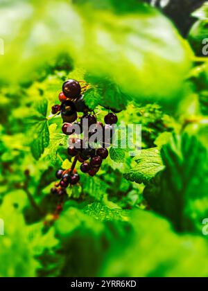 Blackcurrants on the bush Stock Photo