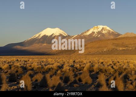 Snow-capped volcanoes Parinacota and Pomerape at dawn, Sajama National Park, Puna vegetation, Curahuara de Carangas, Departamento Oruro, Bolivia, Sout Stock Photo