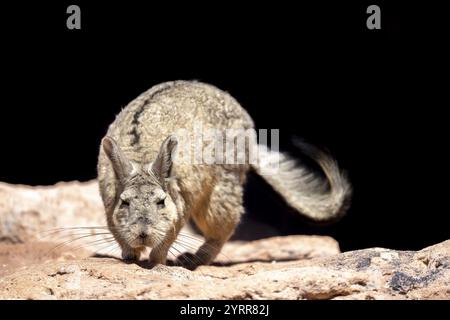 Mountain viscacha (Lagidium viscacia), in the sun on a rock, Reserva Nacional de Fauna Andina Eduardo Abaroa, Lagoon Route, San Pablo, Departamento Po Stock Photo