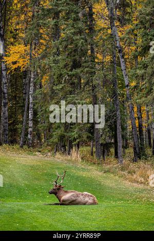 An elk is laying down in a grassy field. The image has a peaceful and serene mood, as the deer is resting in a natural setting Stock Photo