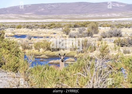 Young llama (Llama glama), standing in front of a stream, looking out from behind a bush, Puna vegetation, San Agustin, Departamento Potosi, Bolivia Stock Photo