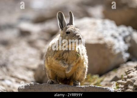 Mountain viscacha (Lagidium viscacia), sitting in the sun on a rock, lagoon route, Colcha K, Departamento Potosi, Bolivia, South America Stock Photo