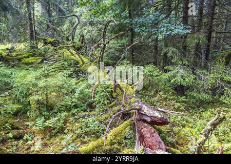Fallen tree in lush green old growth forest rotting on the ground covered with moss, Sweden, Europe Stock Photo