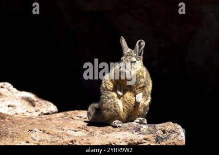 Mountain viscacha (Lagidium viscacia), sitting in the sun on a rock, Reserva Nacional de Fauna Andina Eduardo Abaroa, Lagoon Route, San Pablo, Departa Stock Photo