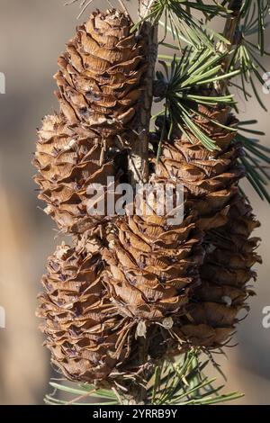 Pine cones on a branch Stock Photo