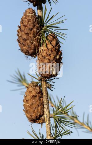 Pine cones on a branch Stock Photo