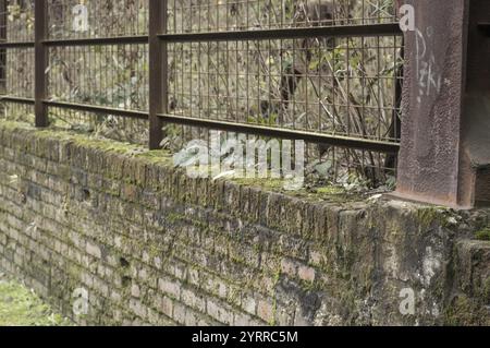 Moss growing on a brick wall with a rusty metal fence growing on top, creating an urban decay scene Stock Photo