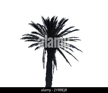 Palm trees isolated on white background, Coconut tree Stock Photo