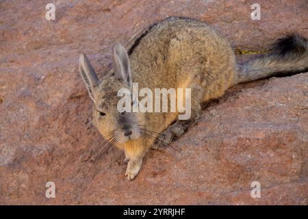 Southern viscacha (Lagidium viscacia) resting on volcanic rocks near Uyuni, Bolivia. Native to the Andes and well-adapted to high-altitude. Stock Photo