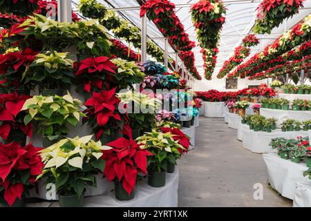Beautiful Christmas poinsettia in greenhouse blooming in time for the holiday season. Stock Photo