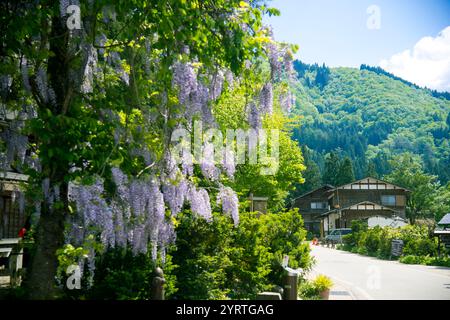 World Heritage Site: Shirakawa-go Gassho-style village with wisteria flowers in bloom Stock Photo