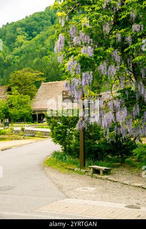 World Heritage Site: Shirakawa-go Gassho-style village with wisteria flowers in bloom Stock Photo