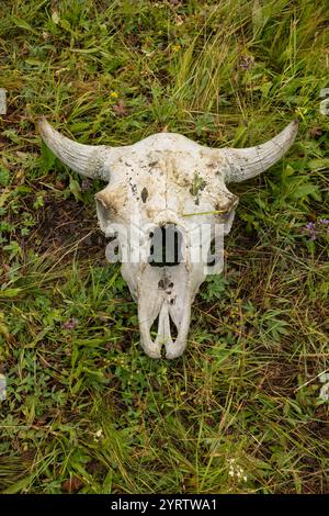 Dried Bison Skull Bleached White In The Sun in Yellowstone Stock Photo