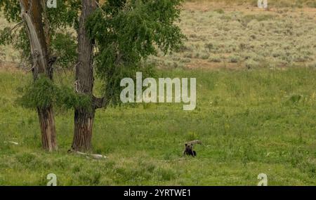 Grizzly Bear Rests Below Two Trees In Lamar Valley in Yellowstone Stock Photo